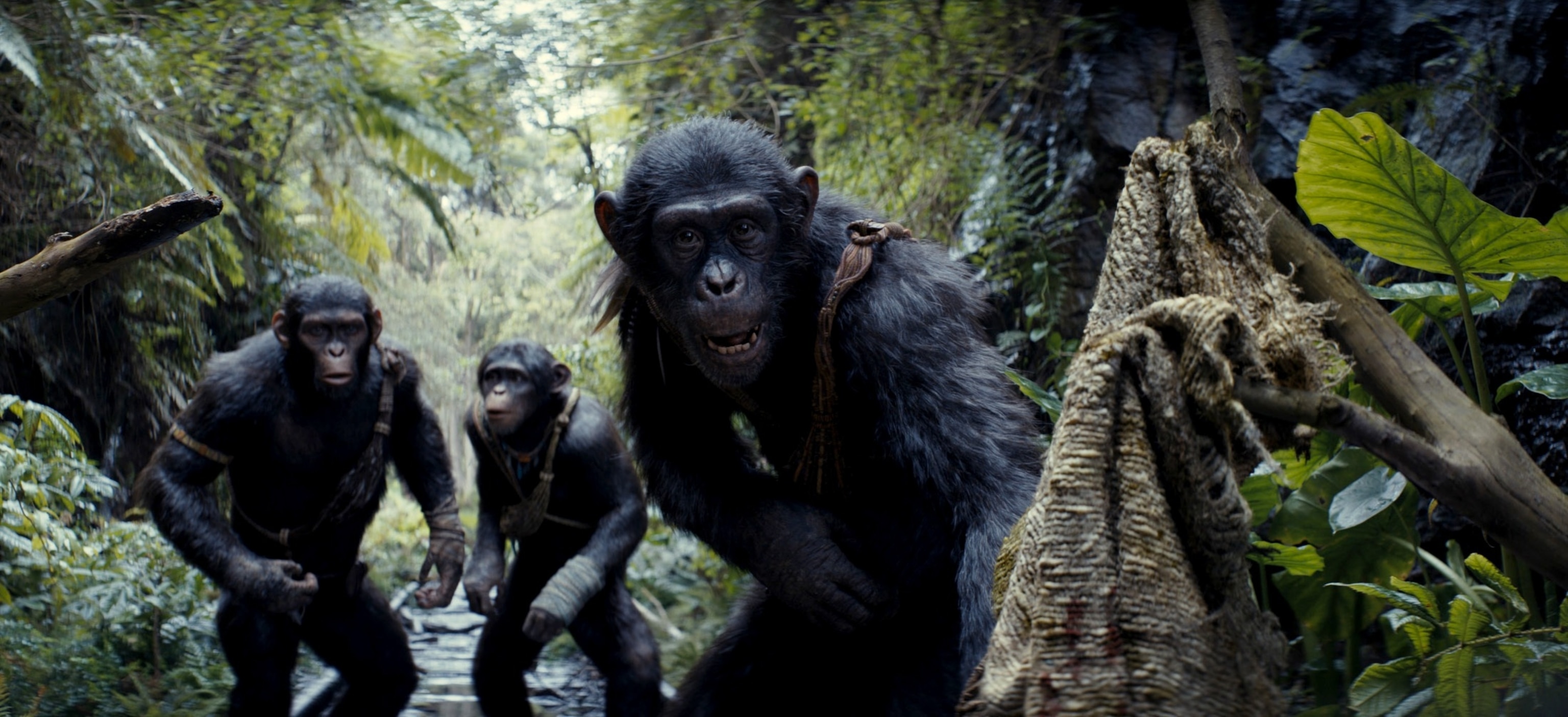 PHOTO: Scene from "Kingdom of the Planet of the Apes."